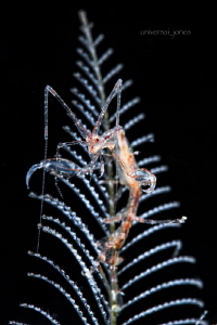 Caprella sp. - Skeleton shrimp by Wayne Jones 